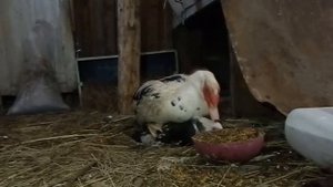 Разведение индоуток в домашних условиях