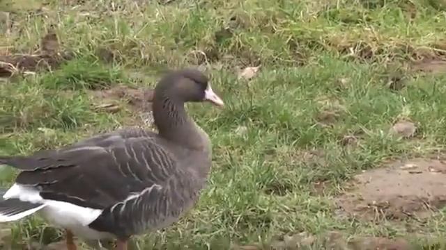 Голос одиночки - белолобого гуся. смотреть онлайн