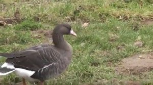 Голос одиночки - белолобого гуся.