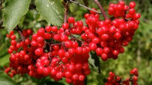 Красивые, но опасные растения для детей и домашних животных