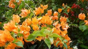 Природа ТАИЛАНДА. Nature of THAILAND.