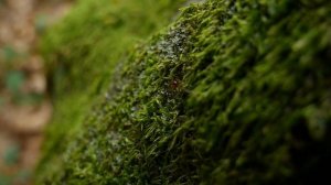 3239802-hd_1920_1080_25fps