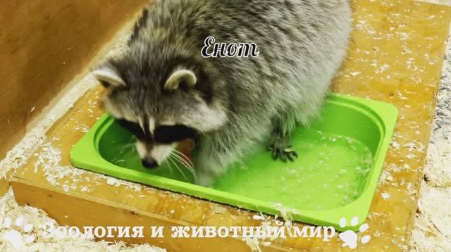 Енот