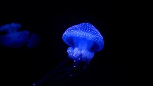 2558530-hd_1920_1080_25fps
