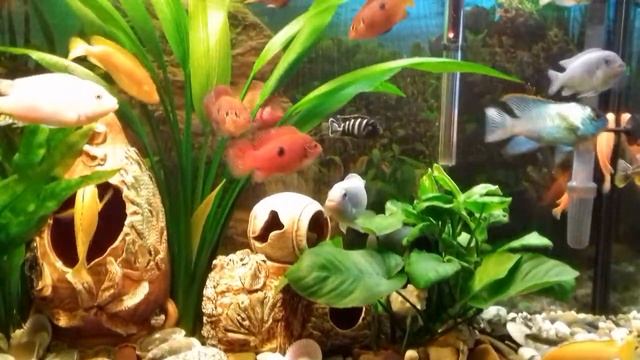 Брачные игры хромисов