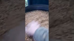 Запаривание пшеницы для кормления прудовой рыбы