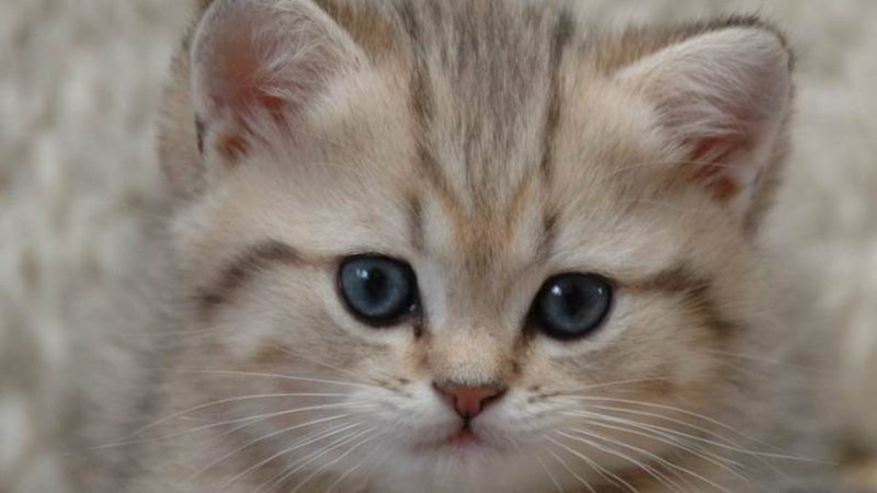марк котляр  кися