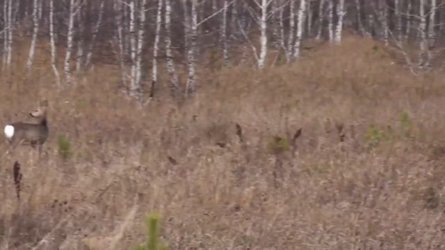 Барсук. Как найти норы барсука и определить что он там живет