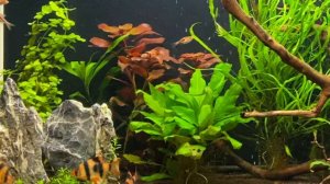 Релакс видео аквариум 2