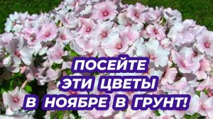 Что посеять в ноябре? Посейте эти 3 неприхотливые растения в грунт чтобы не сеять их на рассаду