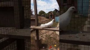 Ижевские белые голуби
