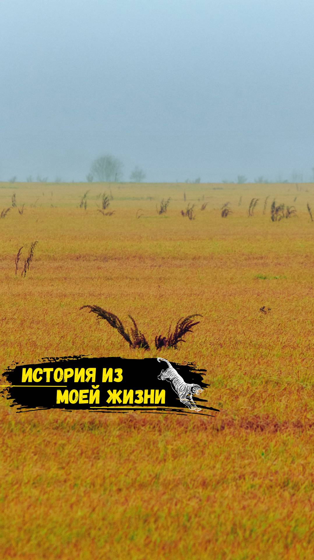 История из моей жизни.