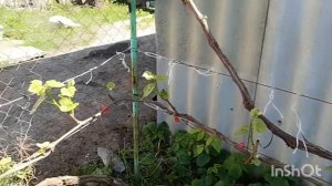 Сколько нужно оставлять соцветий на Винограде Юпитер, на 3,4,5 год.