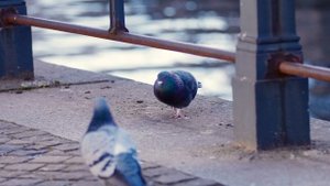 4216719-uhd_3840_2160_25fps