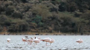 11025393-hd_4096_2160_30fps