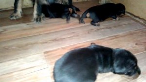 Ягдтерьер.  Щенки Ягдтерьера с рождения до 30 дней