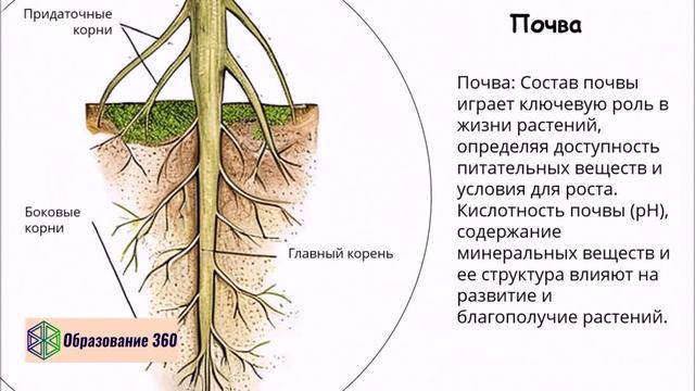 УРОК 16|7 класс. Среда обитания организмов и экологические факторы