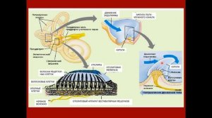 Дубынин В. А. - Физиология сенсорных и двигательных систем - 4. Волосковые рецепторы. Внутреннее ухо
