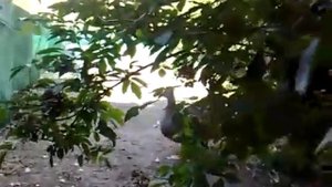 Голоса реальных белолобых гусей днем.