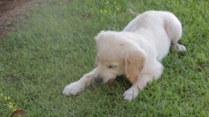 854132-hd_1920_1080_25fps