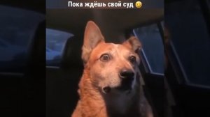 Ржу не могу! ))