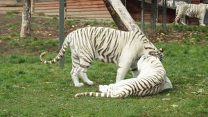 5795116-hd_1920_1080_25fps