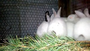 Кормление кроликов морковью, польза и вред