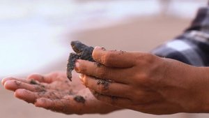 10041550-hd_1920_1080_24fps