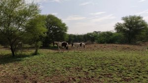 3199963-uhd_3840_2160_30fps