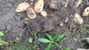 Картофель Барс (Белый Лапоть) Ч.1
