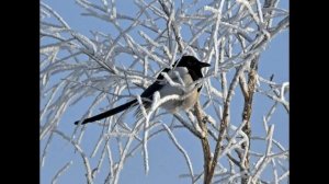 Ах, зима! [720p]