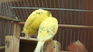 4683879-hd_1920_1080_25fps