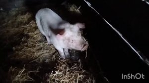 у нас появился новый житель