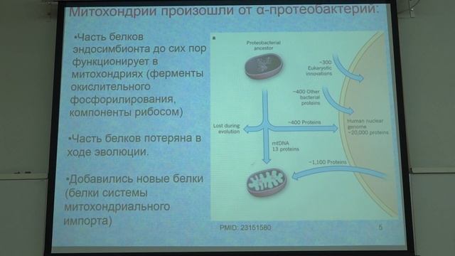 Зиновкина Л. А. - Молекулярная биология митохондрий - 1. Структура и происхождение митохондрий