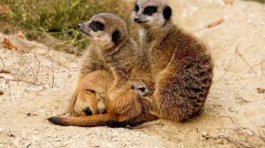 11100431-hd_3840_2160_25fps