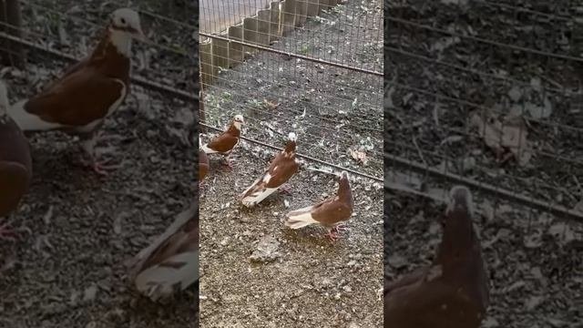 Голуби широкохвостые