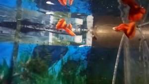 Full Red Albino гуппи