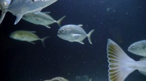 8837876-hd_1920_1080_24fps