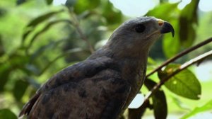 10041496-hd_1920_1080_24fps