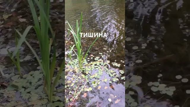 Слушайте тишину. Слава Богу за всё!..☀️