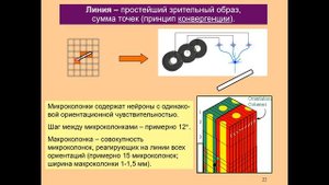 Дубынин В. А. - Физиология сенсорных и двигательных систем - 3. Зрение и мозг