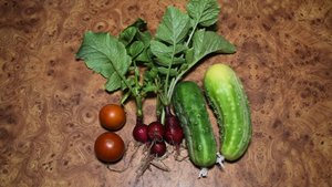 Выращивание овощей зимой под фитолампами