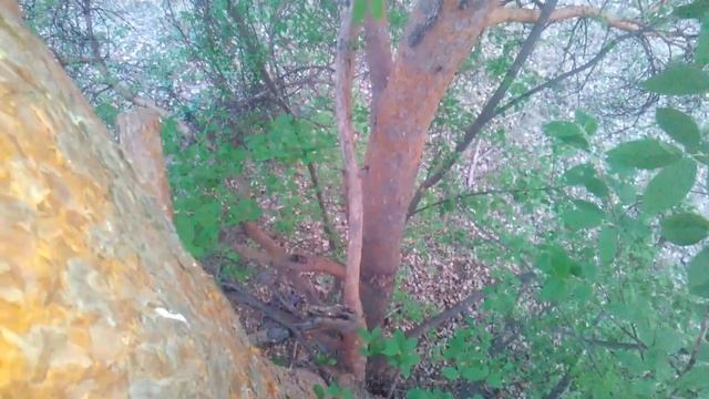 Пасека. Поймать Рой пчёл