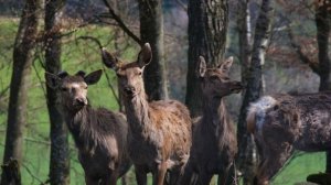 16572530-uhd_3840_2160_30fps