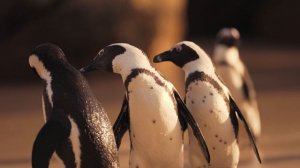 9116153-uhd_3840_2160_25fps