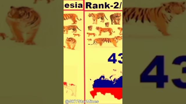 Top 5 Tigers Population Country. #tiger #animals #bigcat #wildlife #viralvideo|#shortsfeed