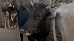 9950504-uhd_4096_2160_25fps