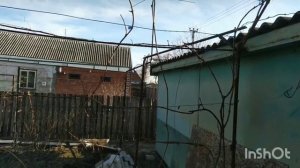 Формирование виноградного куста на беседку Левокумский устойчивый.