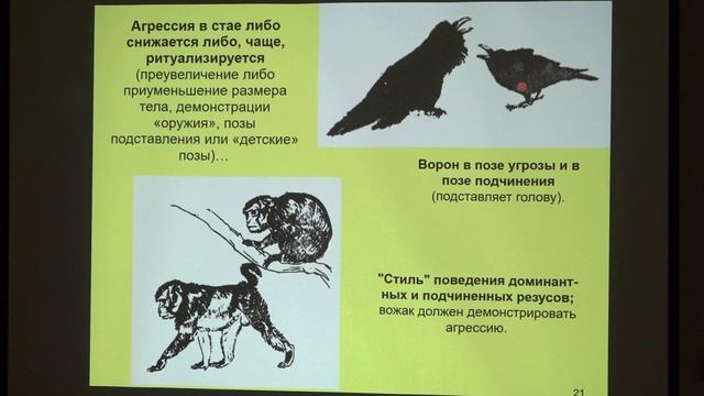 Дубынин В. А. - Физиология потребностей - Иерархия. Лидерство и подчинение