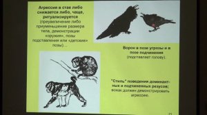Дубынин В. А. - Физиология потребностей - 9. Иерархия. Лидерство и подчинение